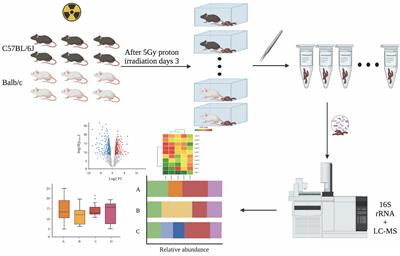 Differences in the Establishment of Gut Microbiota and Metabolome Characteristics Between Balb/c and C57BL/6J Mice After Proton Irradiation